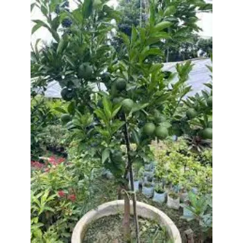 Organic Orange Plants