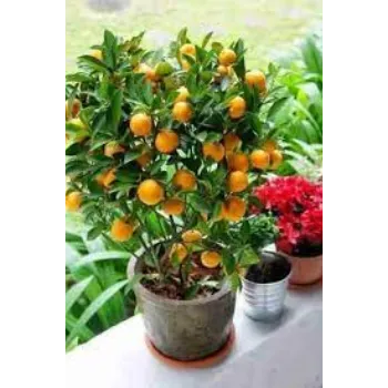 Common Orange Plants