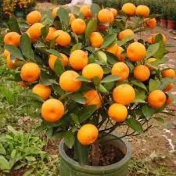 Common Orange Plants