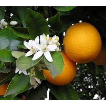 Organic plant Manufacturer