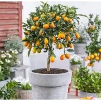 Organic Orange  Plant