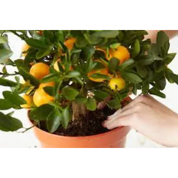 Fresh Orange Plant Manufacturer