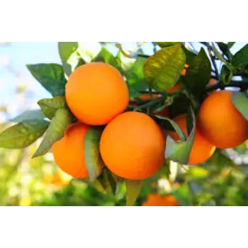 Organic Orange Plant Manufacturer