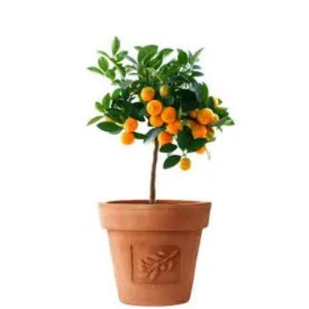 Organic orange plant Manufacturer