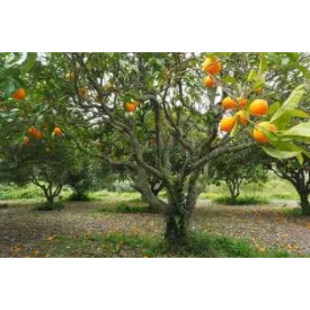 Organic Orange Plants Manufacturer