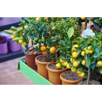 Fresh Orange Plant Exporter