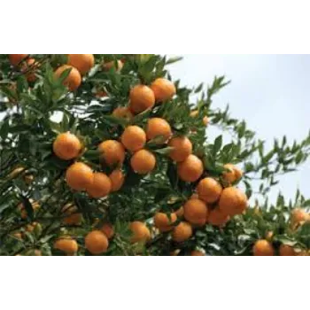 Natural Orange Plants