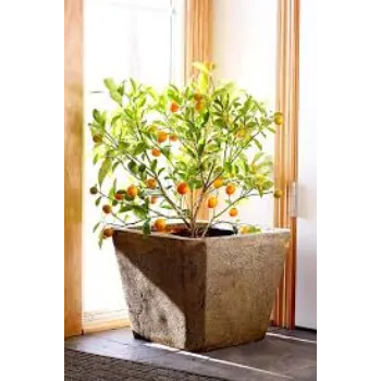 Organic Orange Plants