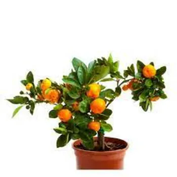 Natural Orange Plants
