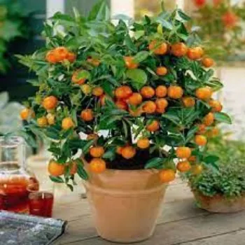 Organic Orange Plants
