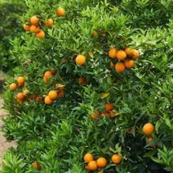 Natural Orange Plants