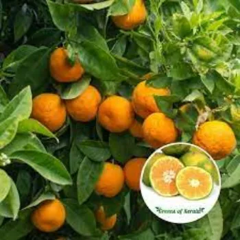 Natural Orange Plants