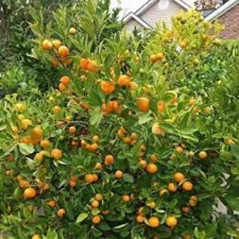 Common Orange Plants