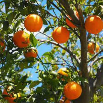 Natural Orange Plants