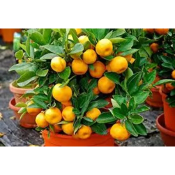 Organic Orange Plant  Manufacturer