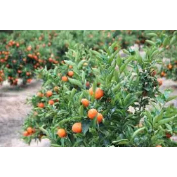 Organic Orange Plant Manufacturer