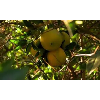 Common Orange Plant Exporter
