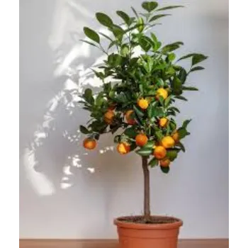 Organic Orange Plant