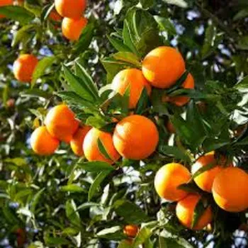 Organic Orange Plant