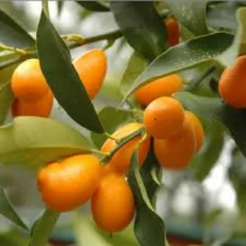Orange Plants Exporter