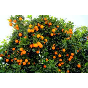 Organic Orange Plant  Manufacturer