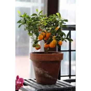 Organic Orange Plants
