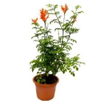 Organic Orange Plant Manufacturer
