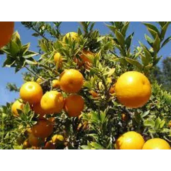 Natural Orange Plant Manufacturer