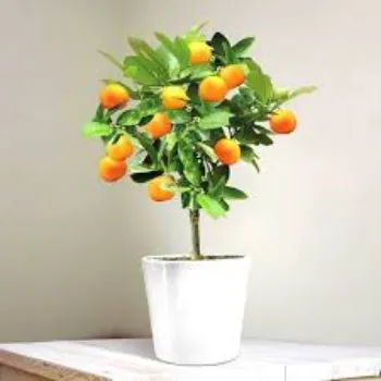 Organic Orange Plant Manufacturer