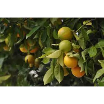 Organic Orange Plant