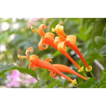 Healthy Orange Plant