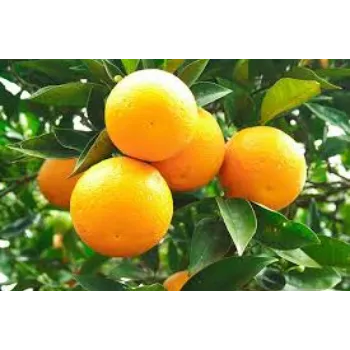 Natural Orange Plant