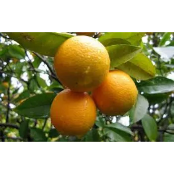 Natural Orange Plant