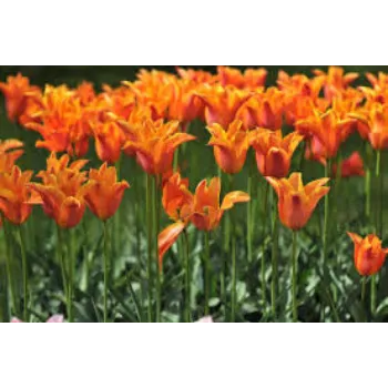 Organic Orange Plant