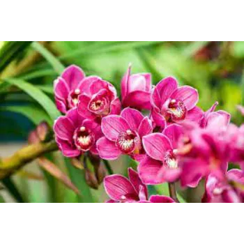 Rare Orchids
