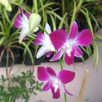 Fresh  Orchids Flower