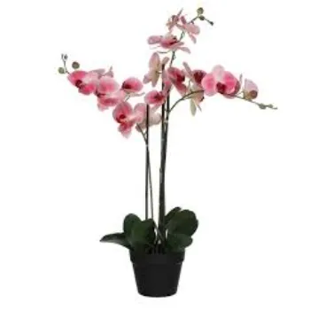 Organic  Orchids