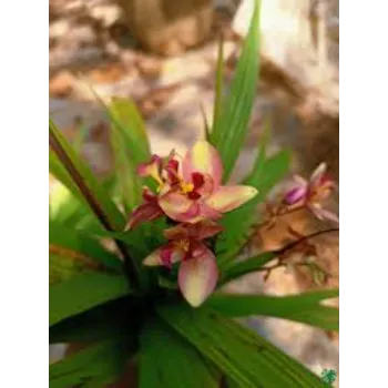  Orchids Flowers