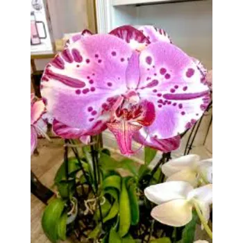 Natural Orchids