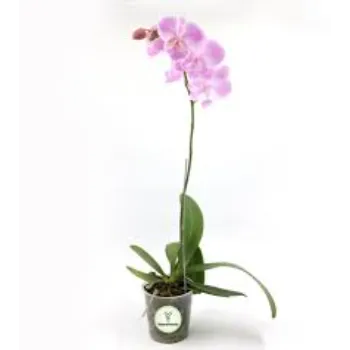 Natural  Orchids