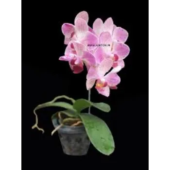 RAJESWARI NURSERY Orchid Flower