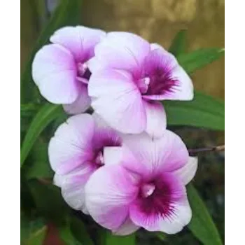 Roshni Agri forestry  Orchid Flower