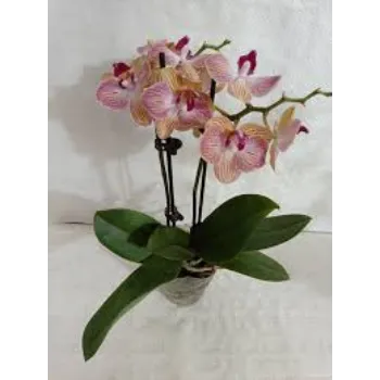 Fresh  Orchid Flower