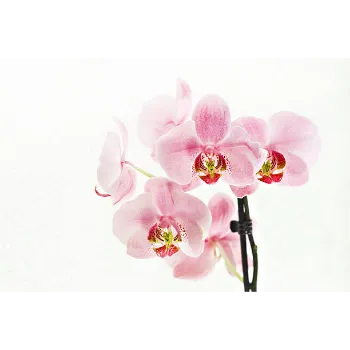 Orchid Flower