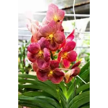 Fresh Orchid Flower