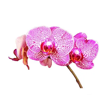 Orchid Flower
