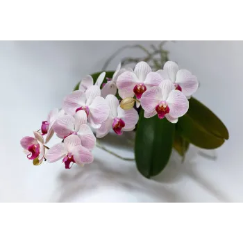 Orchid Flower