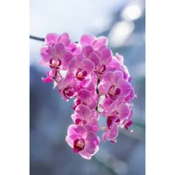 pink Orchid Flower