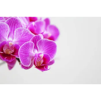 Orchid Flower