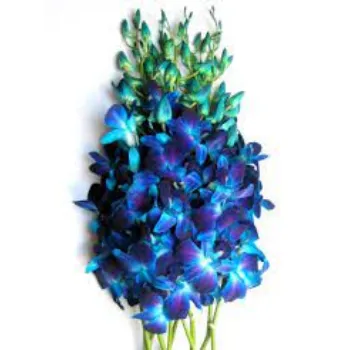 Fresh  Orchids Flower